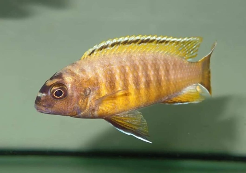 Tropheops sp. 'red fin' Hai Reef